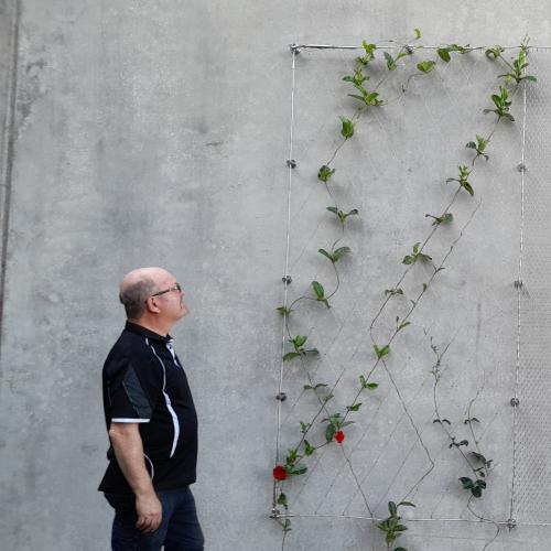 Bald man looking at Green Wall
